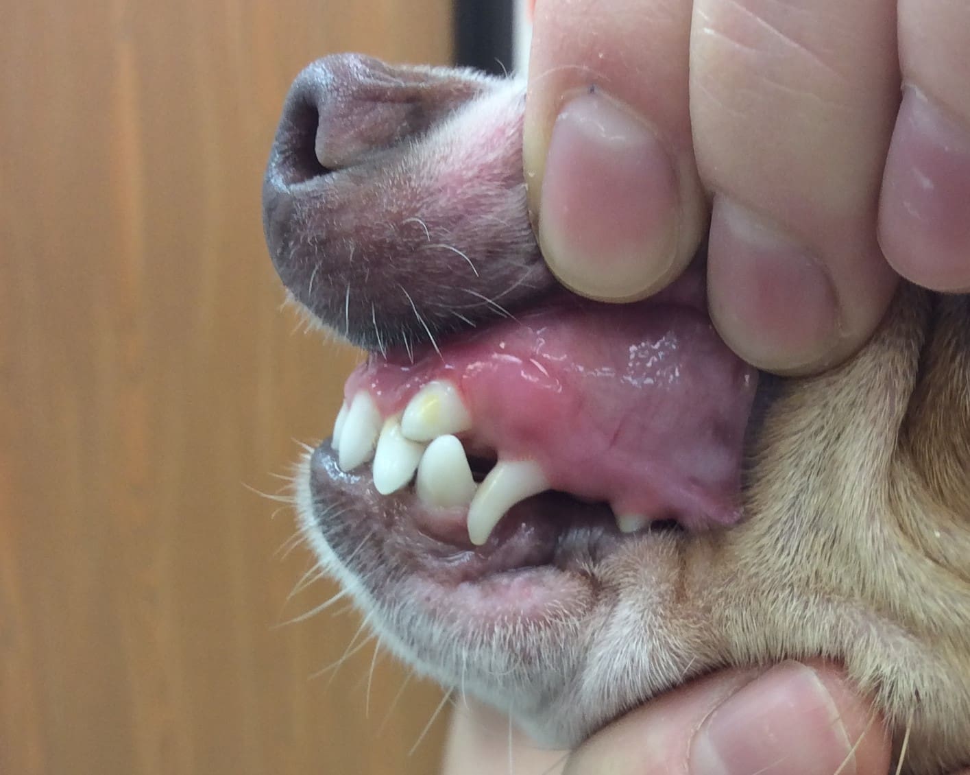 What Causes Retained Puppy Teeth